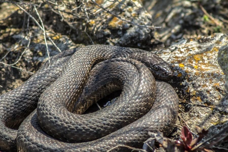 Змеи в саратовской области какие водятся фото и названия
