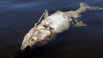 Мертвая рыба в Волге около Вольска и Балаково новая версия
