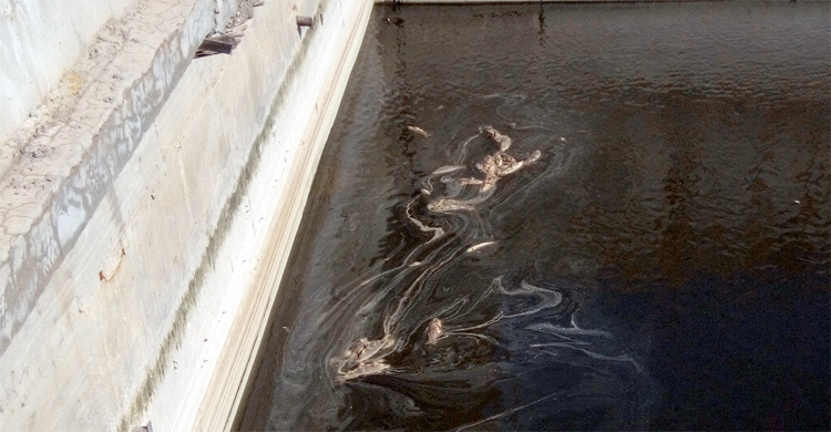 Мертвая рыба в Волге около Вольска и Балаково новая версия
