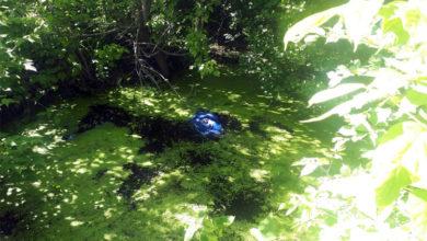 В озере на дачах у шлюзового моста в Балаково нашли тело мужчины