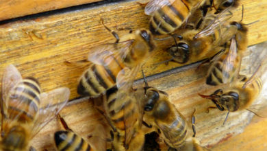 Погода в Балаково на четверг 2 июля о чем расскажут пчелы