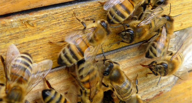 Погода в Балаково на четверг 2 июля о чем расскажут пчелы