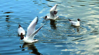 Погода в Балаково на неделю жарко до воскресенья