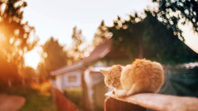 Погода в Балаково на субботу какой будет осень