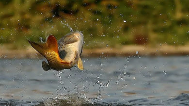 Погода в Балаково на воскресенье ветер северный