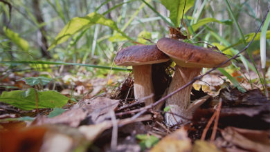 Погода в Балаково на вторник в начале сентября будет то же