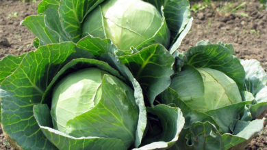 Погода в Балаково на воскресенье кто поможет исцелиться в этот день