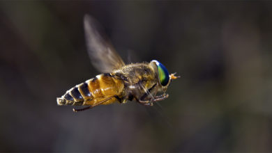 Погода в Балаково на субботу не пускайте оводов