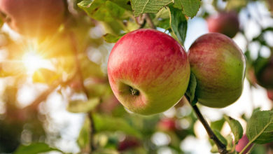Погода в Балаково на четверг что будет во второй половине августа