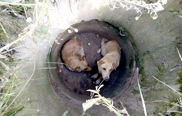 Между Балаково и Подсосенками спасли двух провалившихся в колодец собак