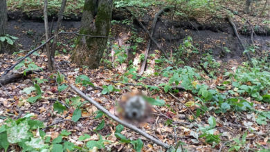 В хвалынском лесу нашли человеческий череп: вспомнились черные риэлторы из Балаково
