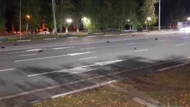 Десятки мертвых ворон рухнули на улицы Балаково