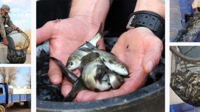 Рыбное новоселье в Волгу выпустили тысячи мальков толстолобика и сазана