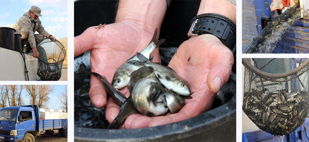 Рыбное новоселье в Волгу выпустили тысячи мальков толстолобика и сазана