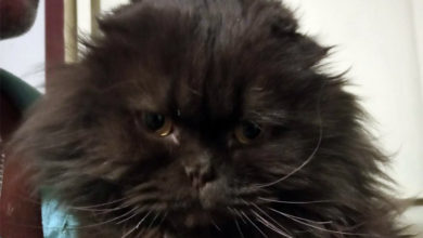 Удивительная история балаковского кота Дымки спасшегося после пожара