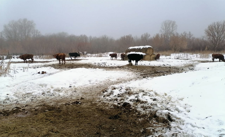 Балаковские следователи обнаружили быка который убил пенсионера в Хвалынске