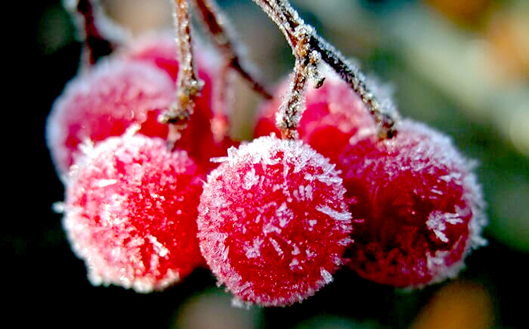 Погода в Балаково на выходные были цветочки ягодки впереди