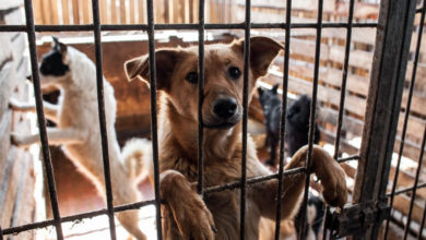 В Балаково может появиться приют для бездомных животных, построенный на пожертвования
