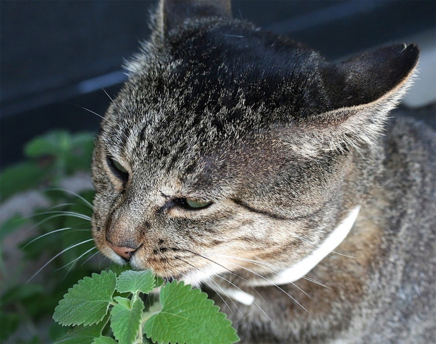 Можно коту семечки. Трава котовник кошачий. Кошачья мята. Кошачья мята трава. Кошкина мята.