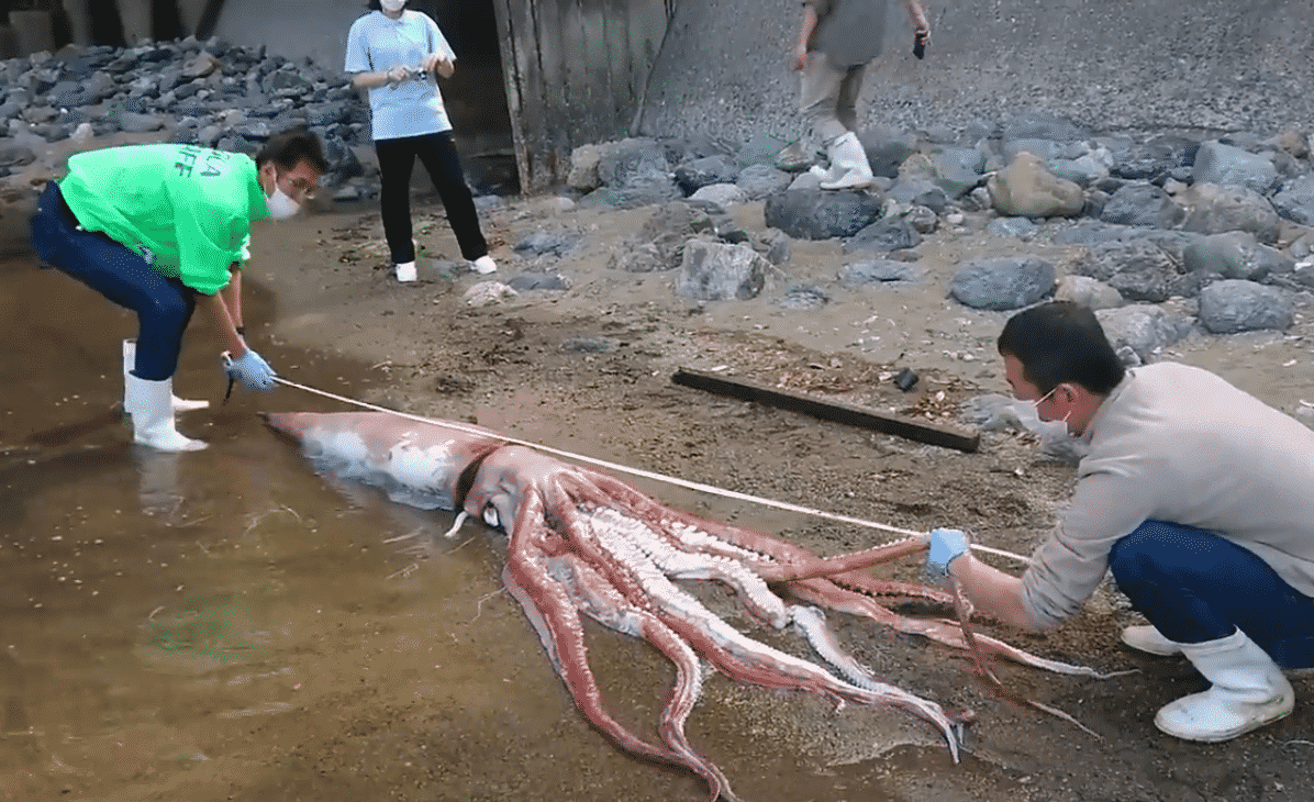 Гигантский кальмар выброшен живым на пляж в Японии | Газета Балаково
