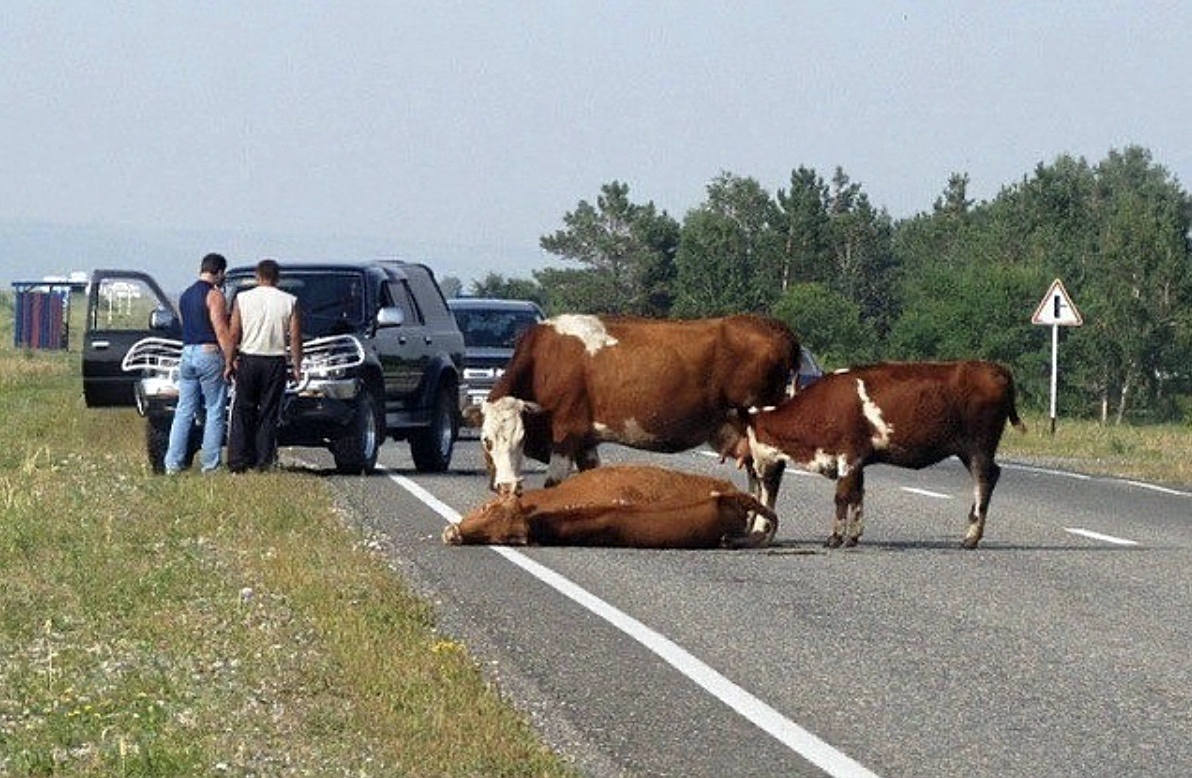 Корова на трассе
